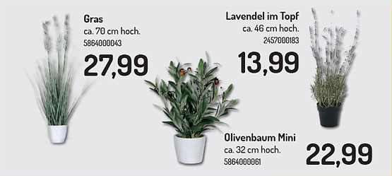 Jetzt tolle Pflanzen - Gras, Lavendel, Olivenbaum Mini bei speedy in Kirchheim Teck entdecken!